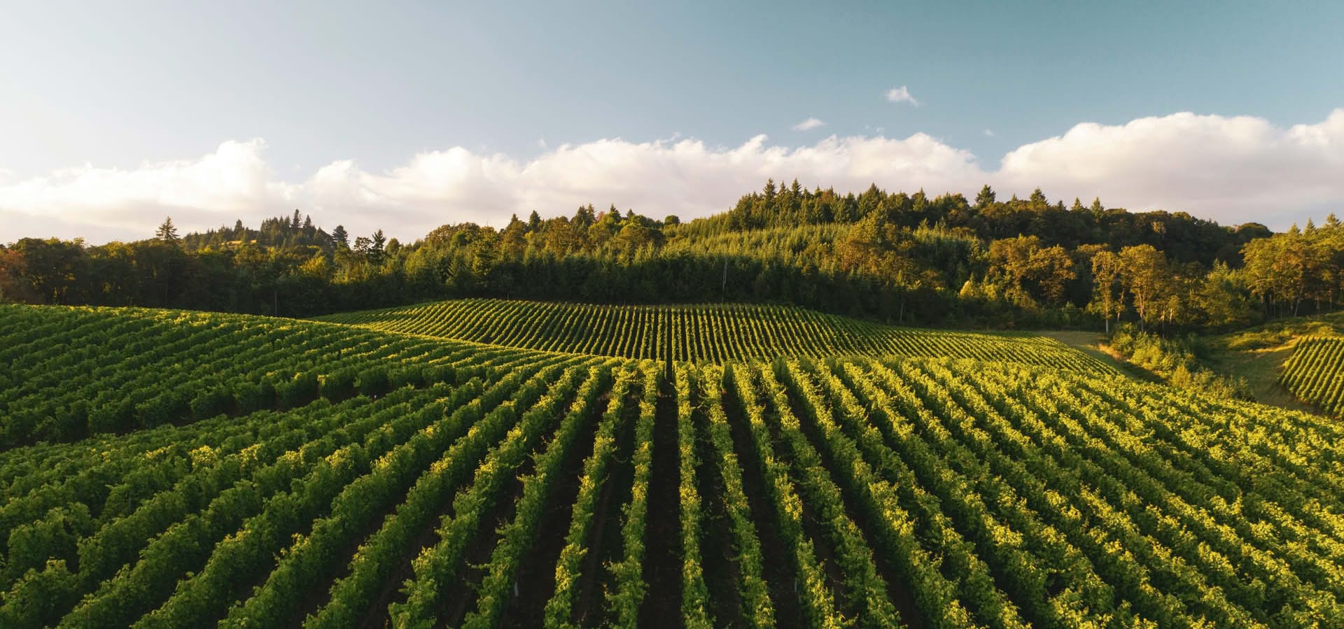 Image - 77ffba7e-75a8-49e7-b406-fd553dd888de